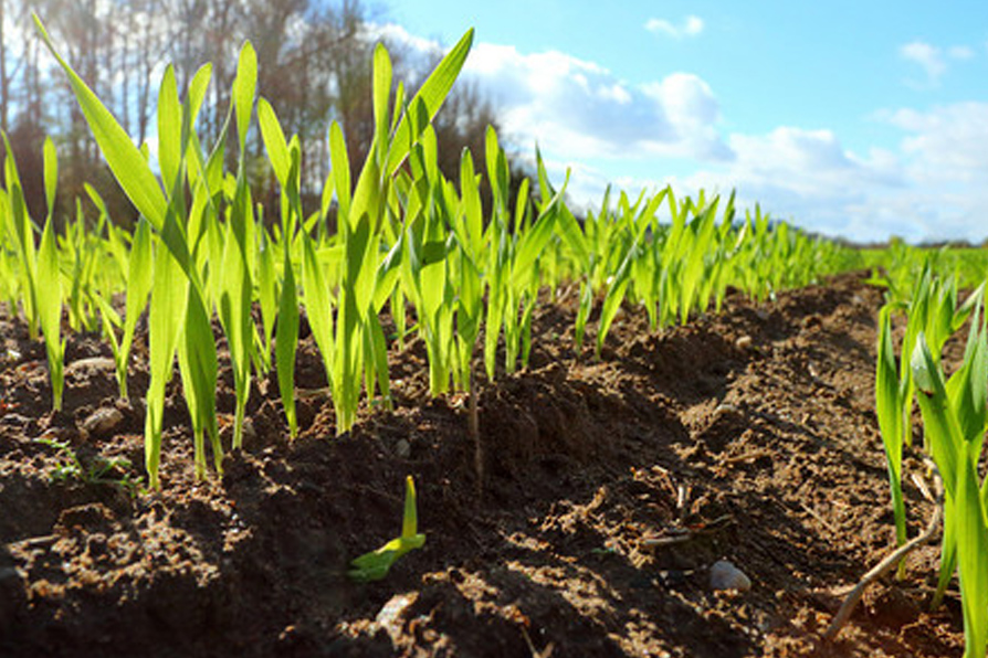 长在土壤里的小麦.jpg