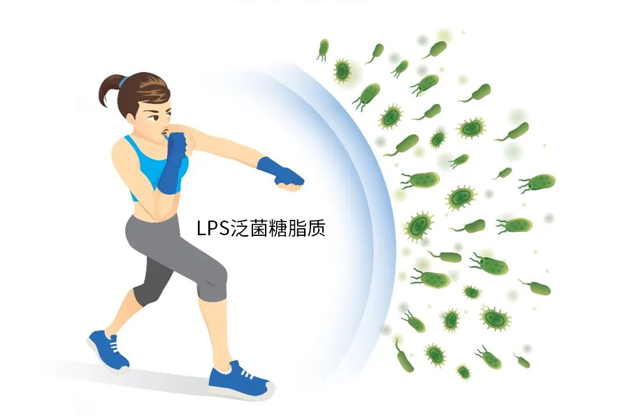 LPS泛菌糖脂质提高免疫.jpg