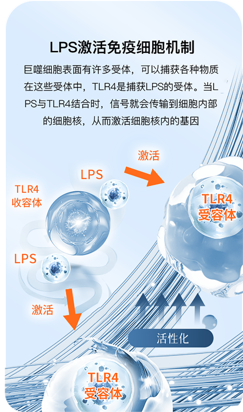 LPS激活免疫细胞机制
