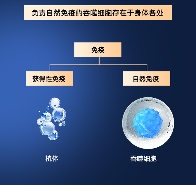 巨噬细胞分布图