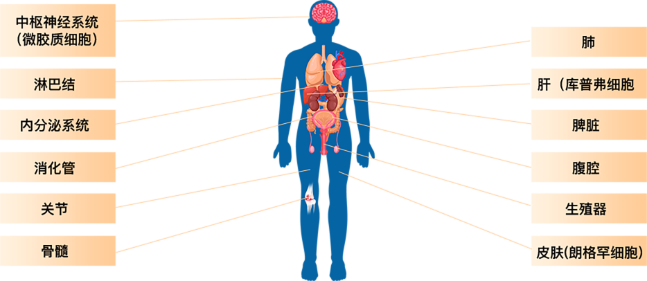巨噬细胞分布图