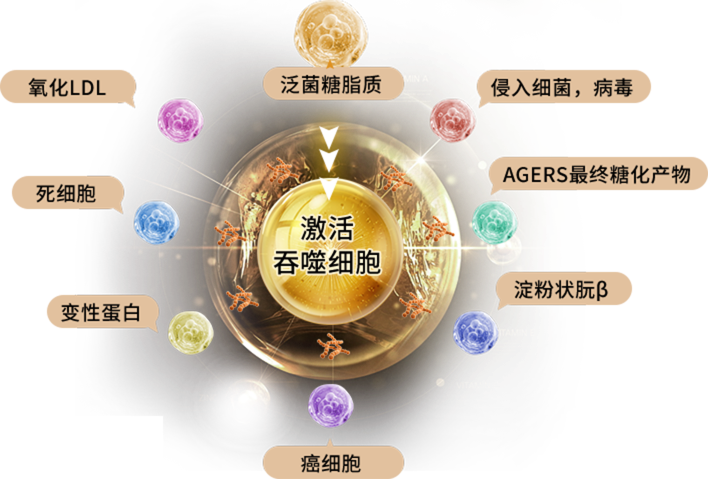 吞噬细胞激活图