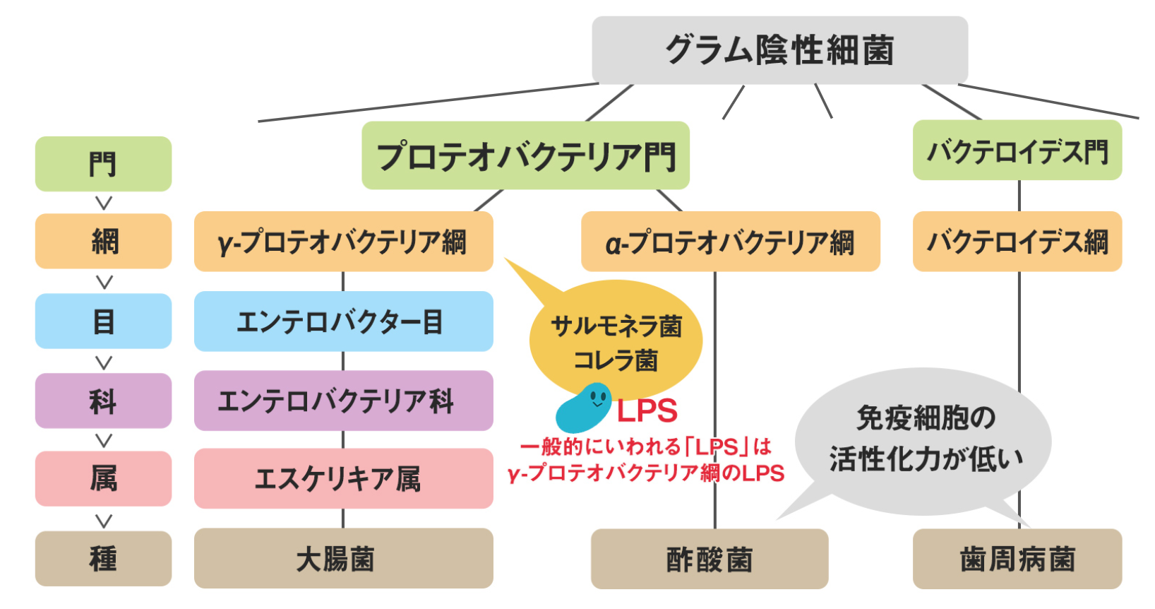 醋酸菌脂多糖（LPS）有哪些特性？它或许还能有效预防花粉症！