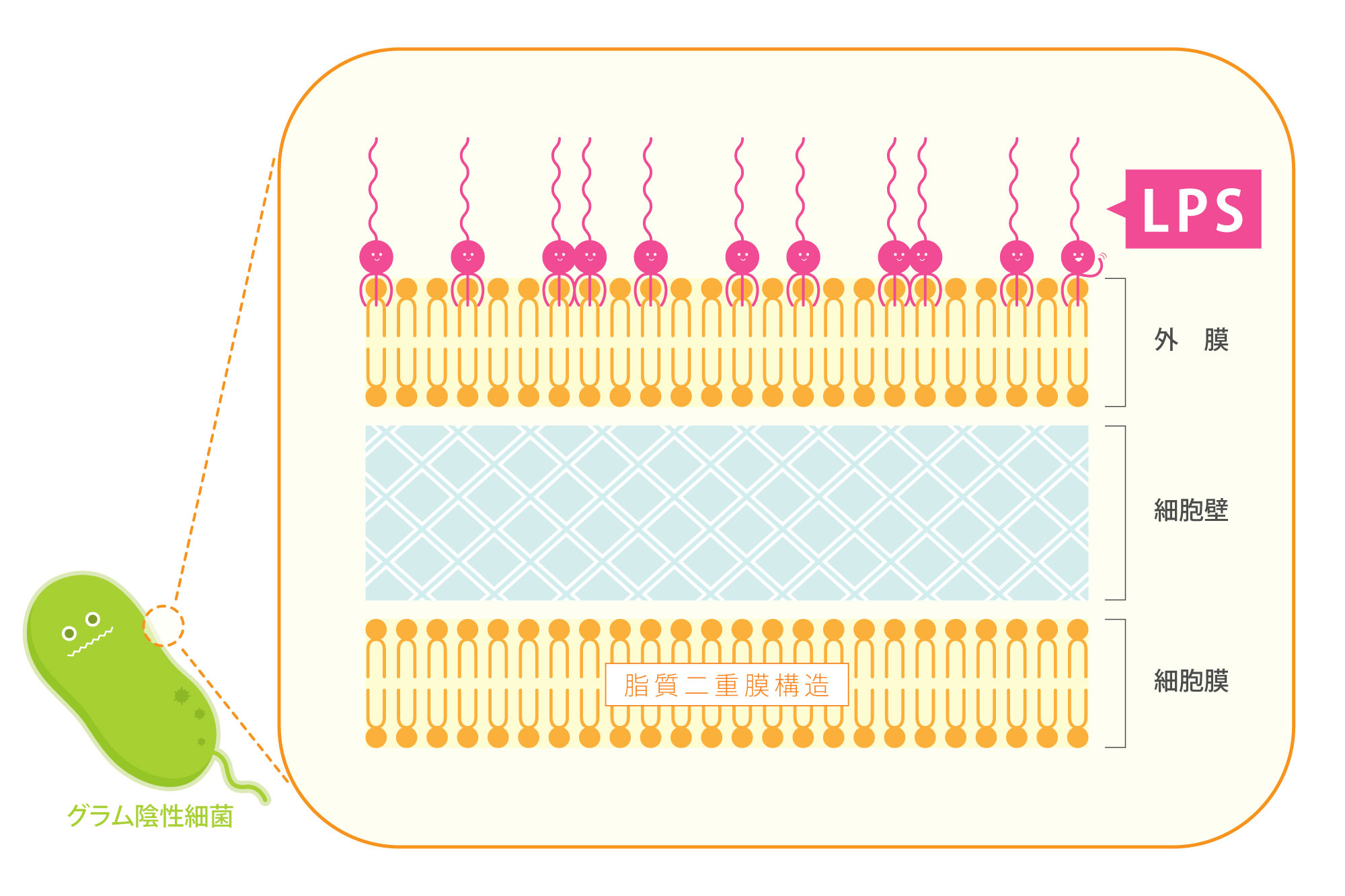LPS与肠道细菌之间有何关系？肠道中的LPS本身真的不能有效