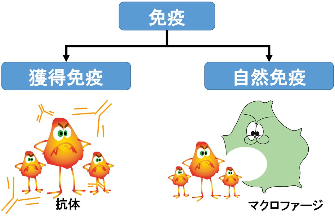 通过先天性和获得性免疫保护身体