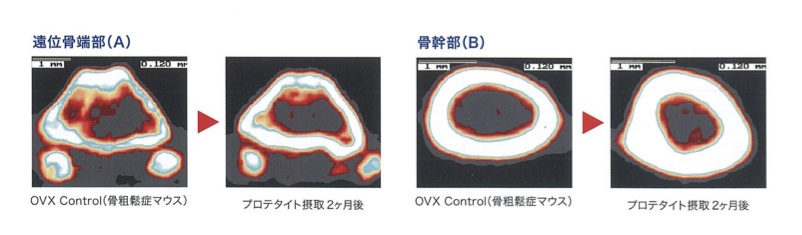 OVX对照组与Protetite的pQCT影像对比.png
