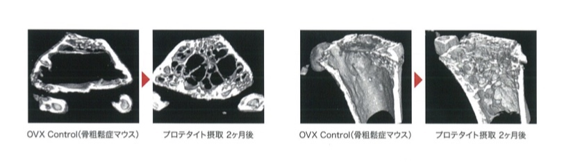 横断面（A）与纵断面（B）三维重建图像.png