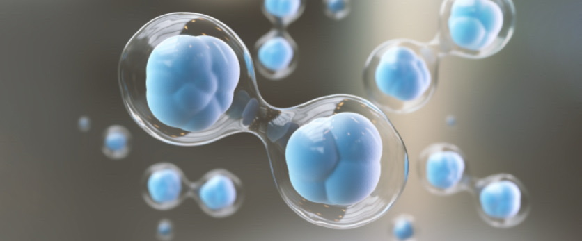 LPS激活的巨噬细胞促进成纤维细胞合成透明质酸和弹性蛋白