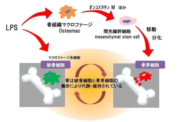 骨密度维持机制.jpg