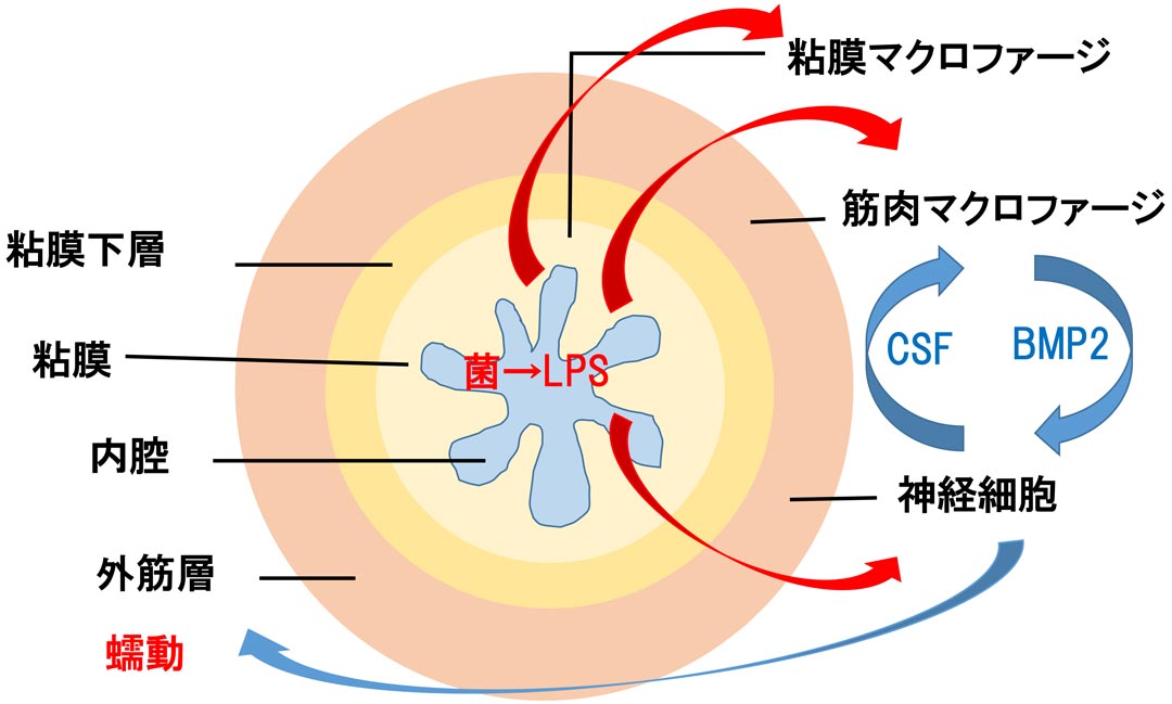 肠道细菌的LPS能够促进肠道蠕动。.jpg