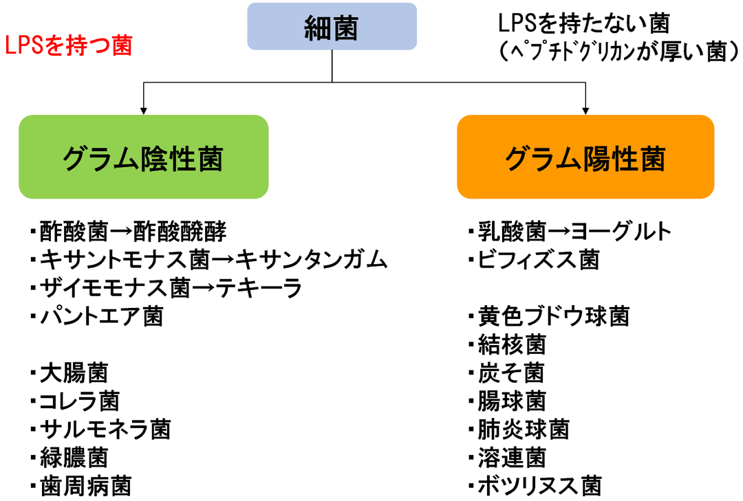 革兰阴性细菌与LPS.gif