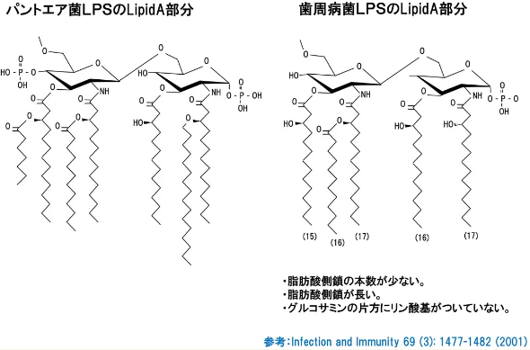牙周病细菌的LPS比较特殊.png