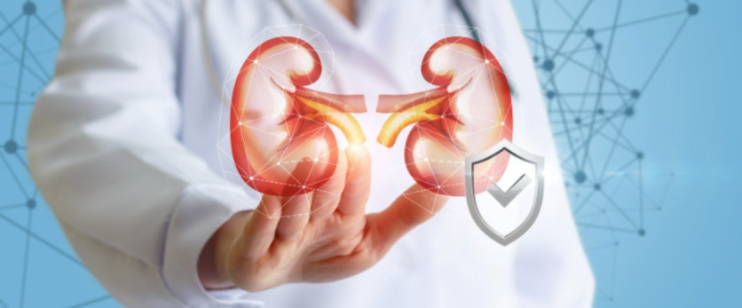 研究实证｜四氢姜黄素vs姜黄素：谁才是缓解氧化应激肾损伤的“