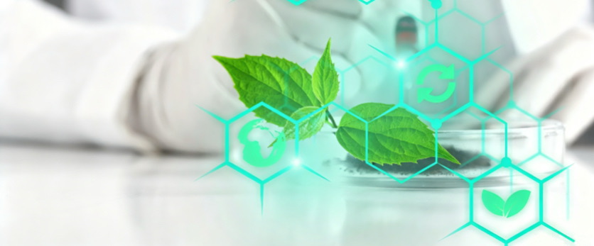 从部落葫芦杯到实验室显微镜｜马黛茶：被科学重新发现的温和能量