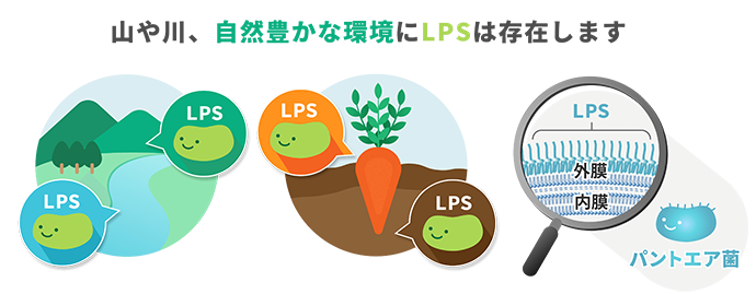 泛菌糖脂质2.png